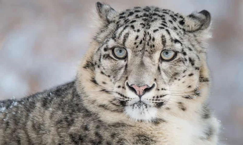 Một con báo tuyết được nhìn thấy trong tự nhiên. Ảnh: WWF.
