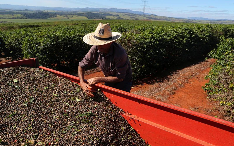 Thu hoạch cà-phê tại Brazil. (Ảnh: Reuters)