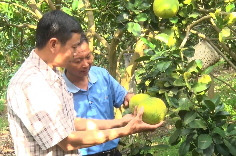 Người dân huyện Mai Sơn, tỉnh Sơn La kiểm tra sinh trưởng, phát triển cây bưởi. (Ảnh: QUỐC TUẤN)