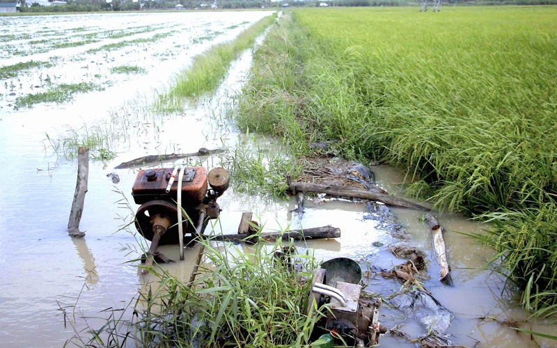Việc bơm nước cứu lúa của nông dân xã Khánh Hưng (huyện Trần Văn Thời) gặp khó vì đâu đâu cũng ngập.