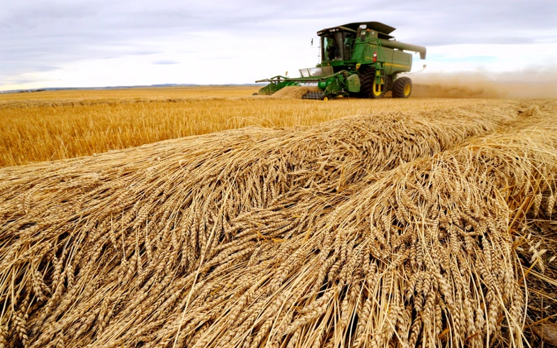 Thu hoạch lúa mì. (Ảnh: Reuters)