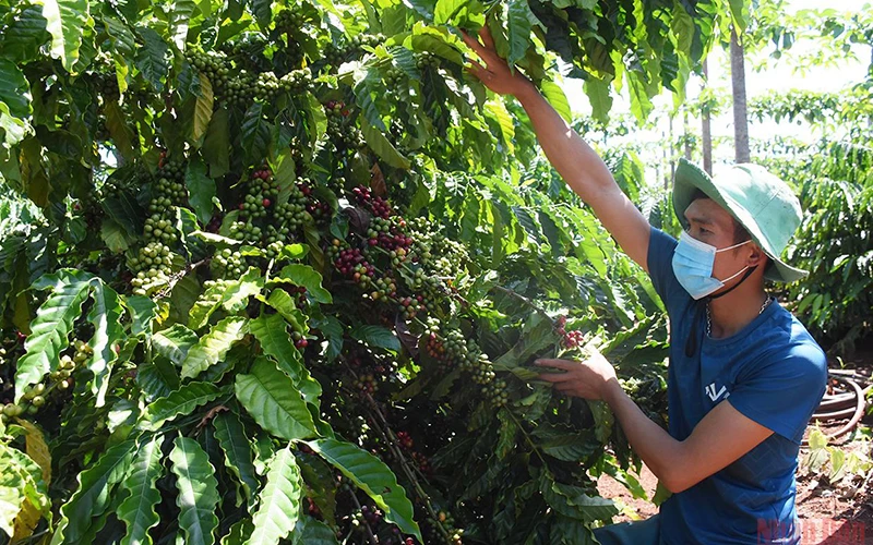 Thu hoạch cà-phê tại Gia Lai. Ảnh: Minh Nguyễn