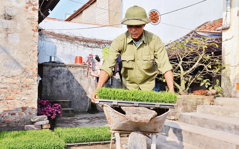 Nông dân xã Nam Triệu, huyện Phú Xuyên (Hà Nội) chuẩn bị mạ khay gieo cấy lúa đông xuân. Ảnh: HÀ THU