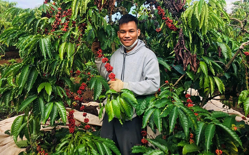 Bước vào thu hoạch cà-phê niên vụ 2021-2022 giá cà-phê tăng cao nên người trồng cà-phê ở Đắk Lắk hết sức phấn khởi.