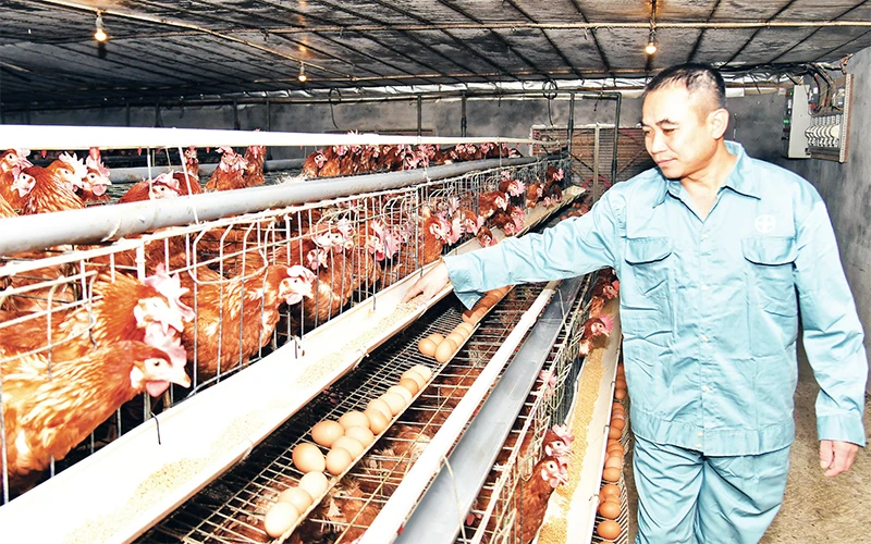 Ứng dụng khoa học công nghệ vào phát triển chăn nuôi gia cầm theo hướng hàng hóa tại xã Cấn Hữu (Quốc Oai) đã mang lại hiệu quả kinh tế cao cho người dân. Ảnh: ÐĂNG ANH 
