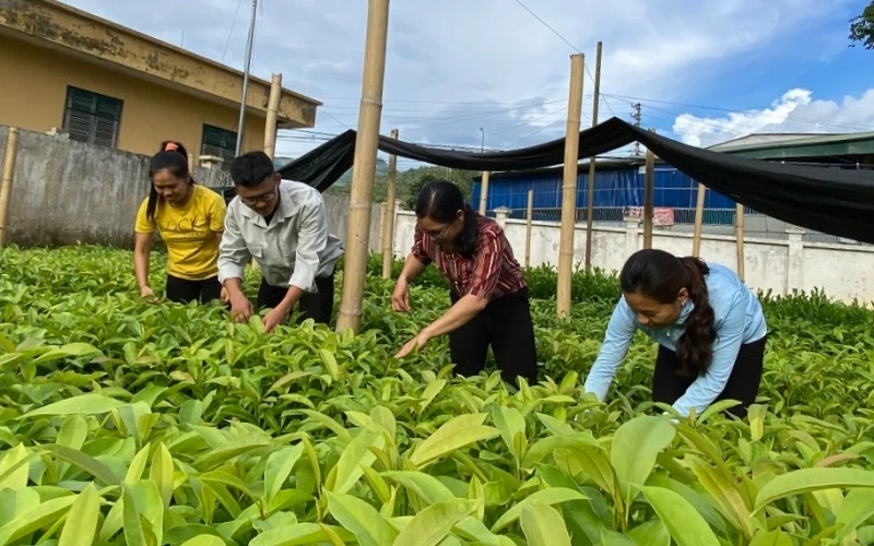 Cán bộ Ban Quản lý rừng phòng hộ huyện Tuần Giáo kiểm tra chất lượng cây giống tại vườn ươm.