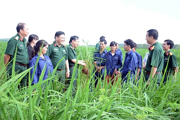 Thượng tá Trịnh Hà Tâm, Giám đốc Công ty 75 (thứ tư, từ trái sang) cùng đoàn công tác tham quan ruộng lúa xen canh ở Đức Cơ, Gia Lai. Ảnh: Báo Quân đội nhân dân