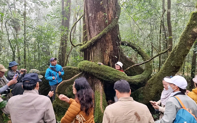 Nhiều du khách thích thú khi được đến với cây sồi ba cạnh tại Vườn Quốc gia Bidoup-Núi Bà (Lâm Đồng).