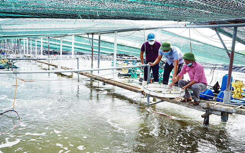 Kiểm tra sự phát triển tôm thương phẩm của hộ nuôi tôm vùng ven biển huyện Kim Sơn (Ninh Bình). 