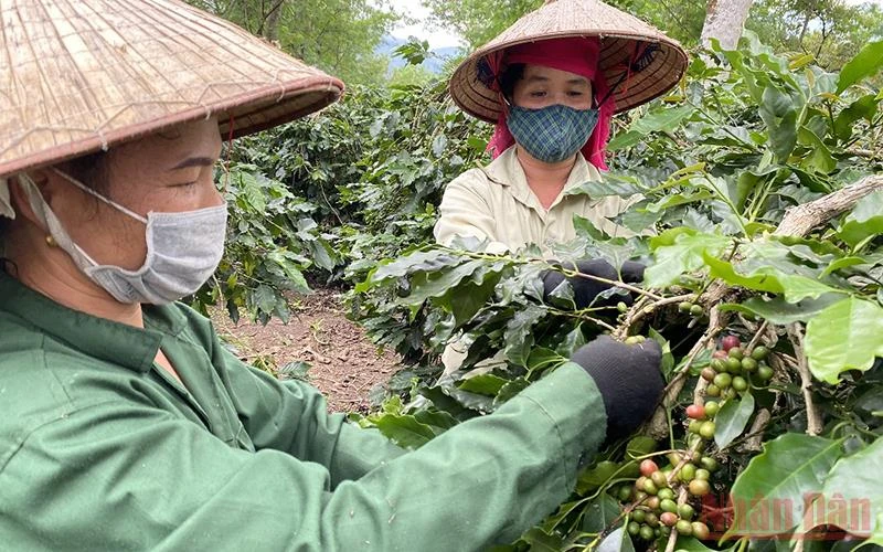 Sau đào tạo nghề, hàng nghìn nông dân ở huyện Mường Ảng đã tự tạo việc làm ổn định cho bản thân, gia đình tại địa phương.