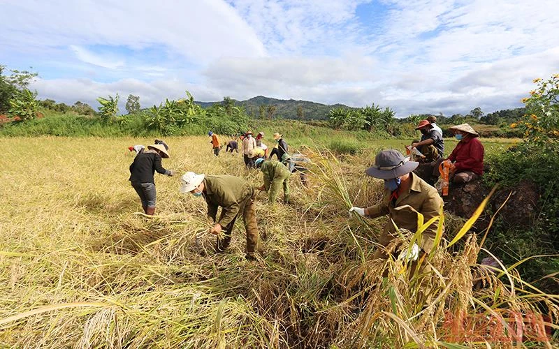 Nhiều người dân ở xã Nam Yang đã xung phong gặt lúa giúp người dân vùng tâm dịch xã Hà Bầu (huyện Đắk Đoa-Gia Lai). 