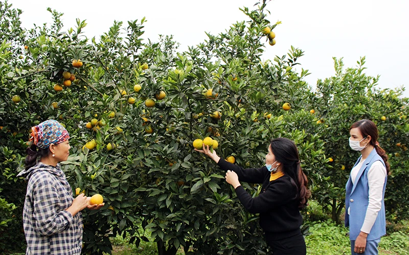 Mô hình trồng cây cam trên vùng đồi núi xã Xuân Hòa, huyện Như Xuân (Thanh Hóa).