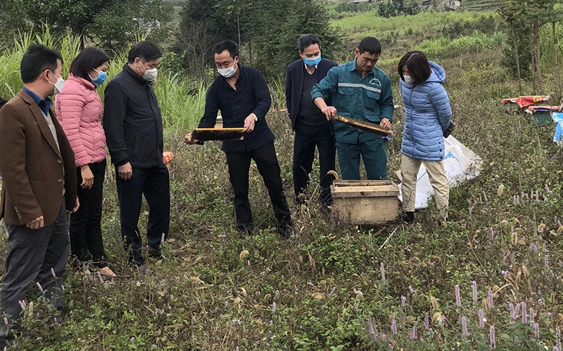 Đoàn công tác của Trung tâm Khuyến nông quốc gia thăm mô hình nuôi ong tại xã Tả Lủng, huyện Mèo Vạc (Hà Giang).