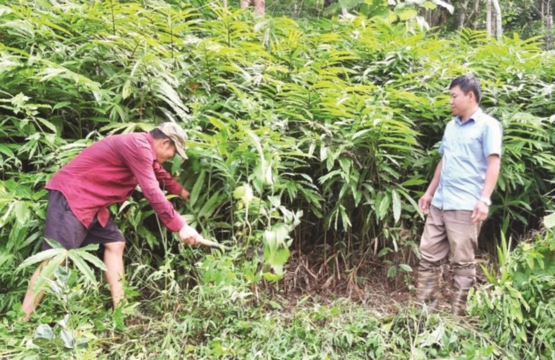 Mô hình trồng cây sa nhân dưới tán rừng tại xã Chà Nưa, huyện Nậm Pồ (Điện Biên) đem lại hiệu quả kinh tế cho người dân. (Ảnh: baodantoc.vn)