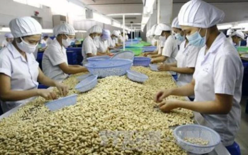 Nhu cầu nhập khẩu hạt điều của Đức tăng sẽ tác động tích cực lên ngành điều Việt Nam. (Ảnh: TTXVN)