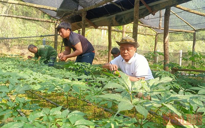 Sâm trồng tại Sơn La được đánh giá có chất lượng ngang như sâm Việt Nam.