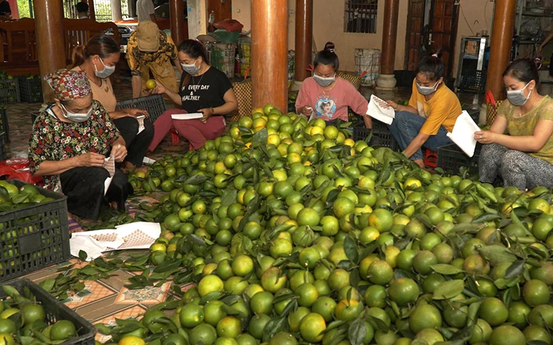 Người dân xã Vĩnh Phúc, huyện Bắc Quang (Hà Giang) đóng gói cam đưa đi tiêu thụ. Ảnh: KHÁNH TOÀN 