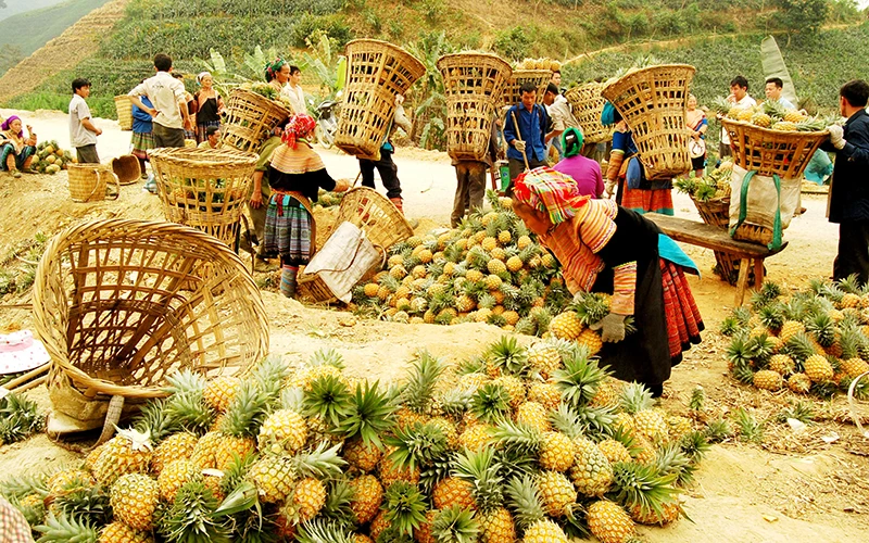 Người dân xã Bản Lầu (huyện Mường Khương, tỉnh Lào Cai) thu hoạch dứa. Ảnh: QUỐC HỒNG 