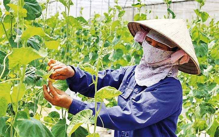 Mô hình sản xuất rau an toàn ứng dụng công nghệ cao tại Hợp tác xã Nông sản an toàn Sơn Công (huyện Ứng Hòa). Ảnh: SƠN TÙNG