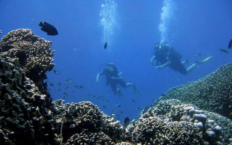Các sự kiện tẩy trắng hàng loạt và các đợt sóng nhiệt đại dương đã xóa sổ 14% diện tích rạn san hô trên Trái đất trong giai đoạn 2009-2018. (Ảnh: Reuters)