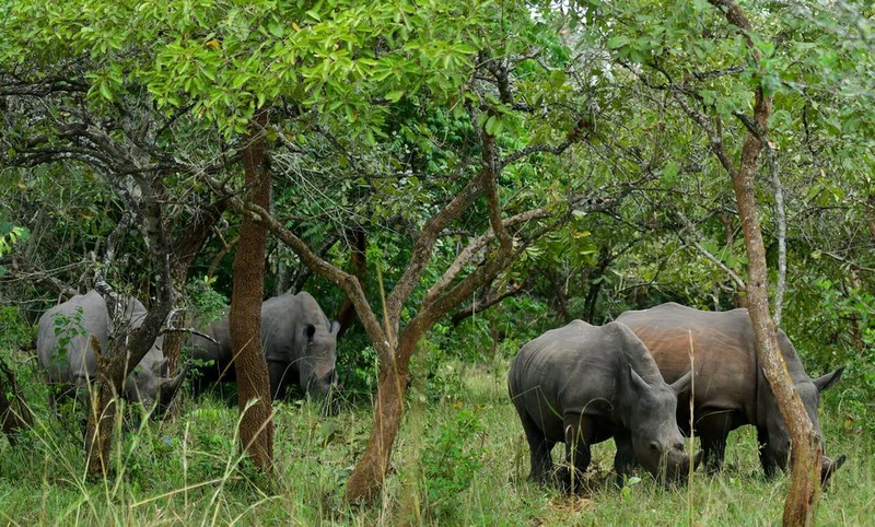 Tê giác trắng phương nam đang ăn cỏ tại Khu bảo tồn tê giác Ziwa. Ảnh chụp ngày 1/12. Nguồn: Reuters.