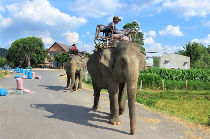 Với việc điều chỉnh, bổ sung chính sách về bảo tồn voi, hy vọng đàn voi nhà ở Đắk Lắk sẽ được bảo tồn tốt hơn.
