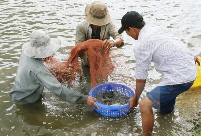 Năm 2021, diện tích tôm nước lợ thả nuôi ước đạt 740 nghìn ha, tăng 0,5% so với năm 2020. (Ảnh TTXVN)