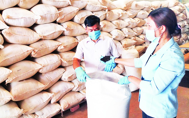 Kiểm tra chất lượng sản phẩm hồ tiêu hữu cơ trước khi đóng gói xuất khẩu tại Hợp tác xã nông nghiệp-thương mại-dịch vụ hữu cơ Hoàng Nguyên ở xã Thuận Hà (Đắk Song, Đắk Nông).