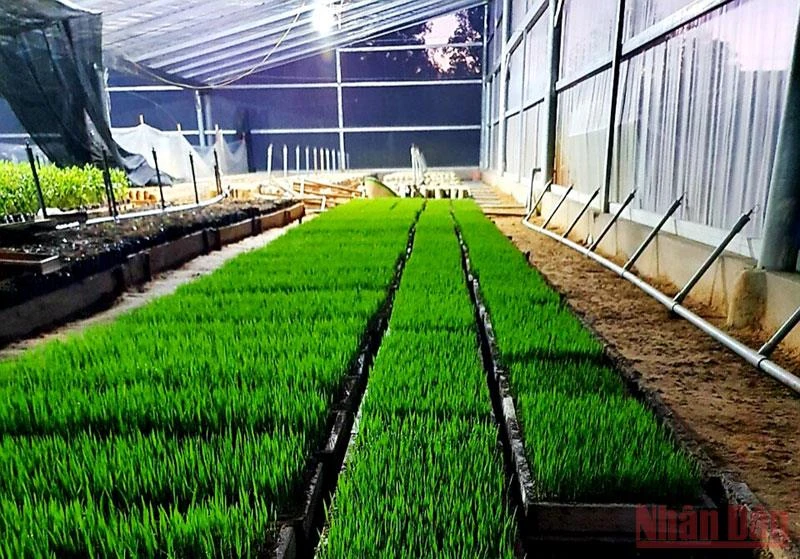 Giống ST25 được Sepon Group chuẩn bị sản xuất lúa hữu cơ.