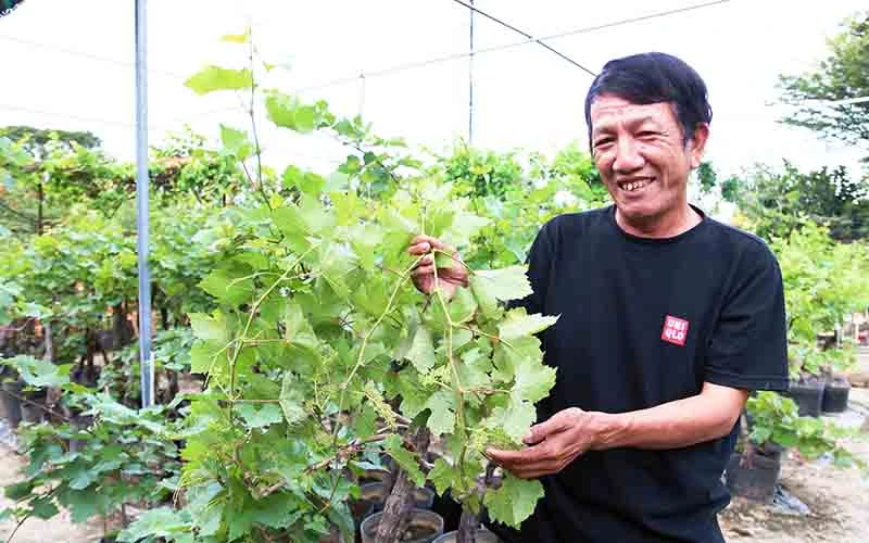 Ông Đỗ Văn Thu, thành viên Hợp tác xã nho A8, xã Phước Thuận, huyện Ninh Phước, tỉnh Ninh Thuận tạo thế cho cây nho kiểng khi đưa vào chậu và sinh trưởng ổn định, đang thời kỳ đơm hoa kết quả.