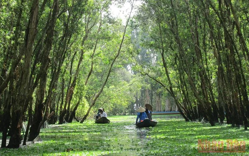 Rừng tràm Trà Sư (tỉnh An Giang), vùng ngập nước có giá trị đa dạng sinh học cao và là điểm du lịch sinh thái hấp dẫn. (Ảnh: Mỹ Hạnh)