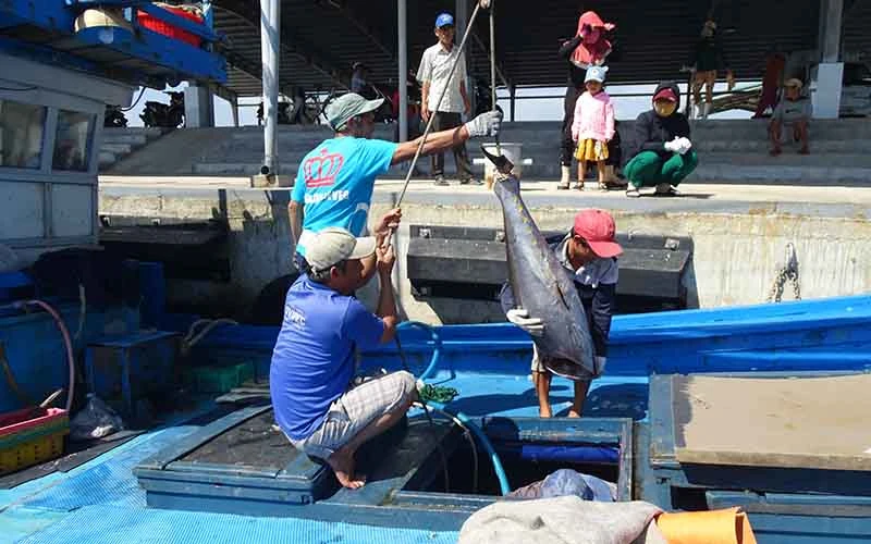 Ngư dân huyện Tuy An, Phú Yên đang bốc dỡ cá ngừ đại dương tại cảng cá Tiên Châu, xã An Ninh Tây.