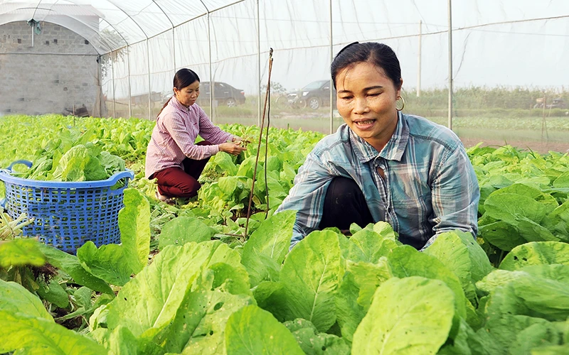 Thu hoạch rau tại Hợp tác xã Rau quả sạch Chúc Sơn (Hà Nội). Ảnh: ĐẶNG XUÂN 