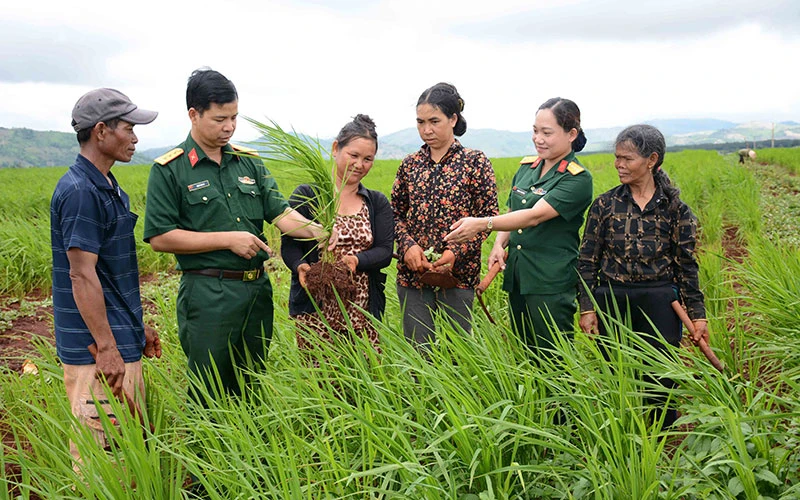 Cán bộ Binh đoàn 15 và Công ty 74 hướng dẫn người dân trồng lúa xen canh. 