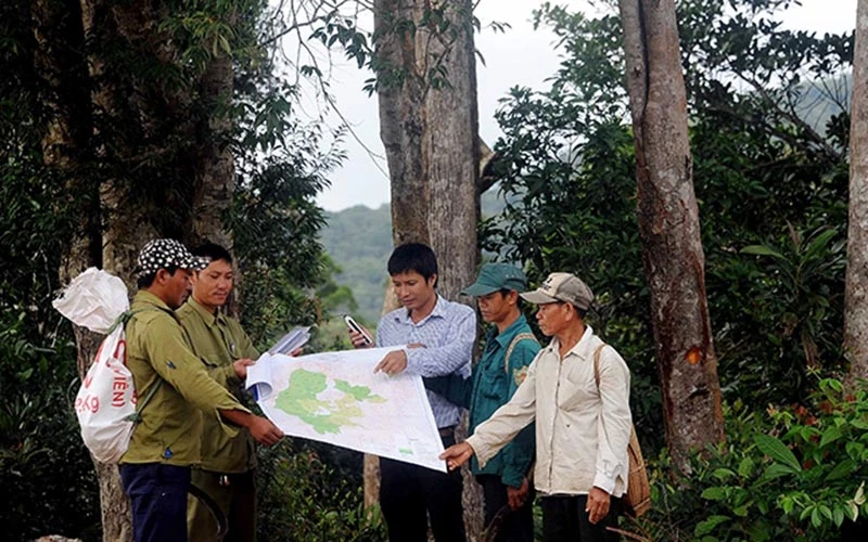 Cán bộ Ban Quản lý rừng phòng hộ Vân Cảnh (Bình Định) đối chiếu bản đồ và thực tế giao khoán diện tích rừng cho các hộ dân tham gia quản lý, bảo vệ. Ảnh: QUANG QUYẾT (TTXVN).