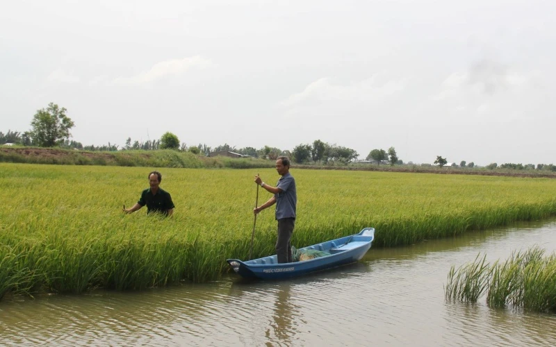 Mô hình lúa tôm thích ứng biến đổi khí hậu đạt hiệu quả cao tại vùng ven biển huyện Thạnh Phú, tỉnh Bến Tre.