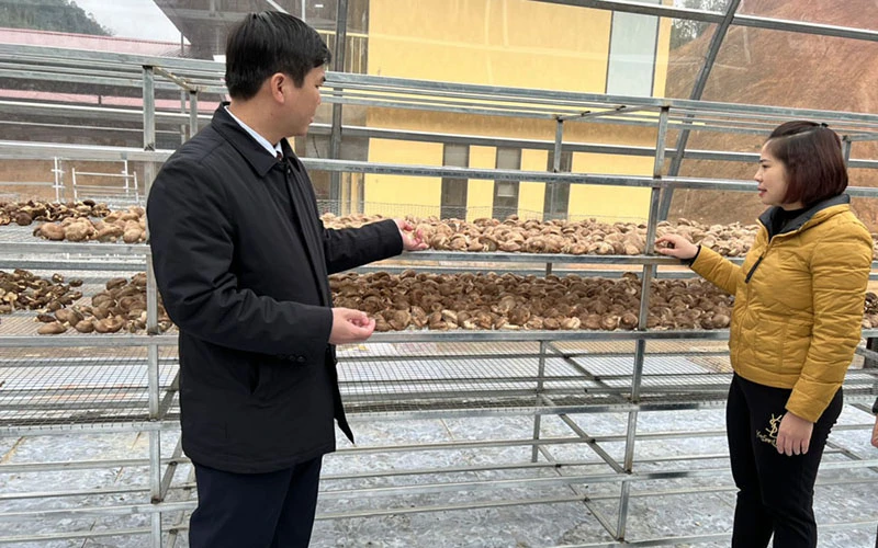 Lãnh đạo tỉnh Bắc Kạn kiểm tra sản xuất sản phẩm nấm tại Hợp tác xã dịch vụ nông nghiệp Hợp Giang (Bạch Thông, Bắc Kạn).