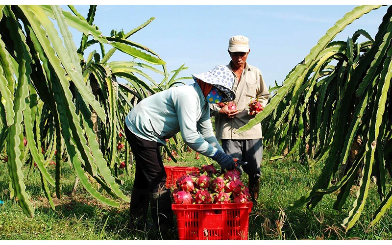 Người dân xã Hàm Liêm, huyện Hàm Thuận Bắc, tỉnh Bình Thuận thu hoạch trái thanh long. Ảnh: Duy Hiển