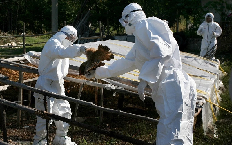 Nhân viên kiểm dịch tiêu hủy gia cầm bị mắc bệnh. (Ảnh: AFP/TTXVN)