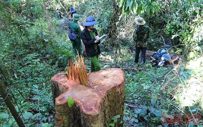 Lực lượng công an tiến hành điều tra hiện trường vụ phá rừng, khai thác lâm sản trái phép tại Khu Bảo tồn thiên nhiên Ea Sô.