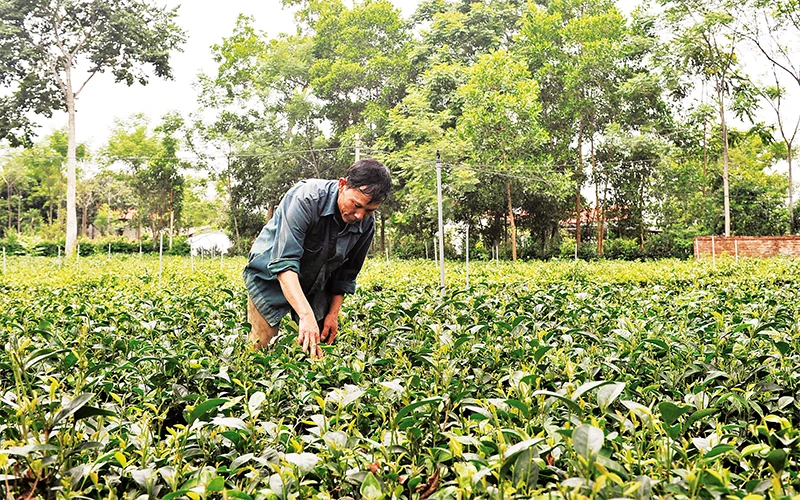 Mô hình trồng chè sạch theo quy trình VietGap mang lại hiệu quả kinh tế cao cho người dân xã Ba Trại, huyện Ba Vì. Ảnh: Quỳnh Chi