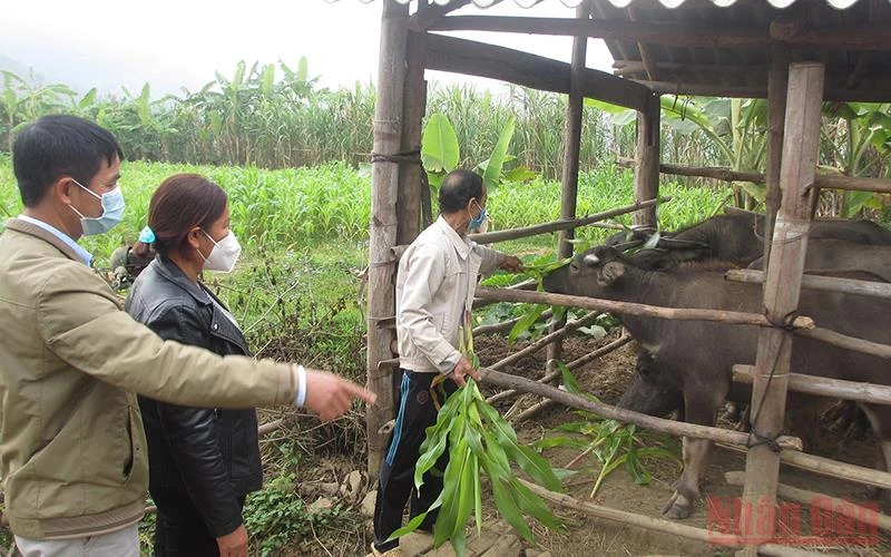 Gia đình ông Lò Văn Bạt, là một trong những hộ nghèo của bản Nà Lò 1, xã Huy Hạ được vay vốn phát triển chăn nuôi.
