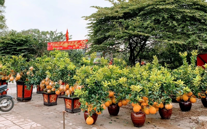Chợ hoa Xuân bắt đầu bày bán tại vỉa vè đường Lê Hồng Phong (quận Ngô Quyền).