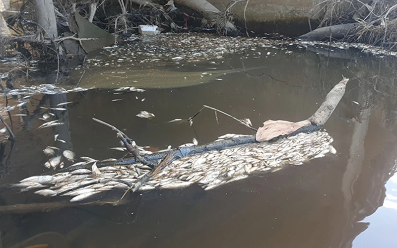 Cá chết trên kênh Ba La được vớt lên mang đi tiêu hủy.