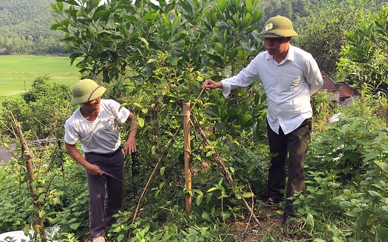 Nông dân phường Châu Sơn, TP Sông Công (tỉnh Thái Nguyên) trồng cây ba kích dưới tán rừng cho thu nhập cao. 