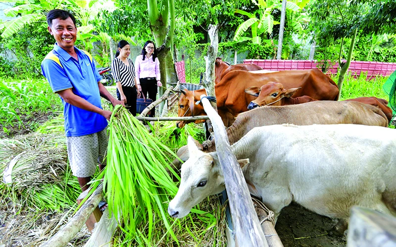 Vay được vốn chính sách, nhiều nông dân nghèo ở Sóc Trăng đã mạnh dạn đầu tư chăn nuôi bò thịt đem lại hiệu quả kinh tế cao.