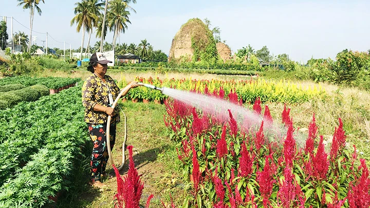 Bà Trần Thị Thu Hương, ngụ xã Phú Sơn chăm sóc hoa chuẩn bị bán Tết.