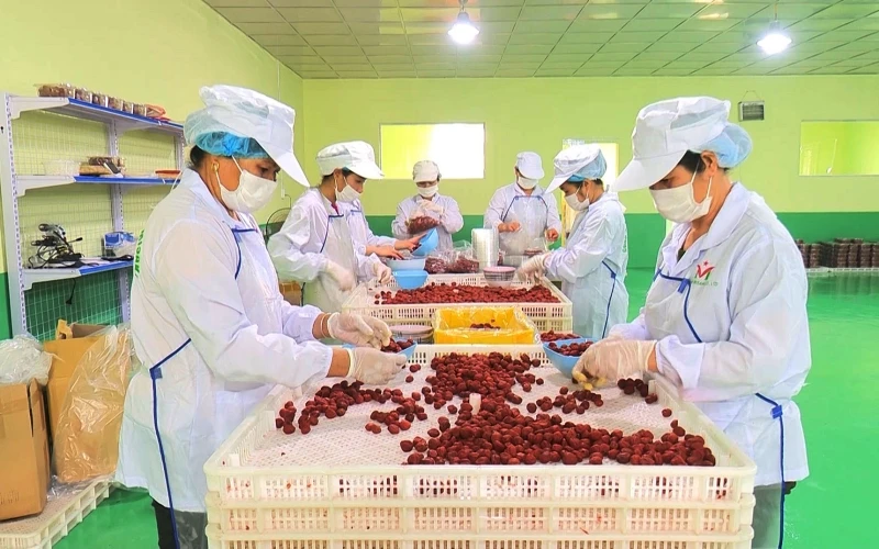 Hoạt động sản xuất tại nhà máy của Công ty TNHH Việt Nam Misaki tại Khu công nghiệp Thanh Bình, huyện Chợ Mới.