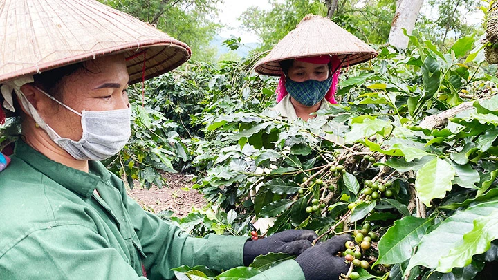 Nông dân từ huyện Tủa Chùa tìm về huyện Mường Ảng trong mùa thu hái cà-phê.