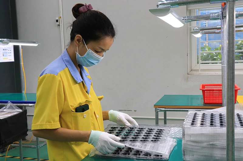 Công nhân Công ty Cổ phần Hanpo Vina, khu công nghiệp Yên Phong mở rộng, huyện Yên Phong, tỉnh Bắc Ninh đang làm việc. 